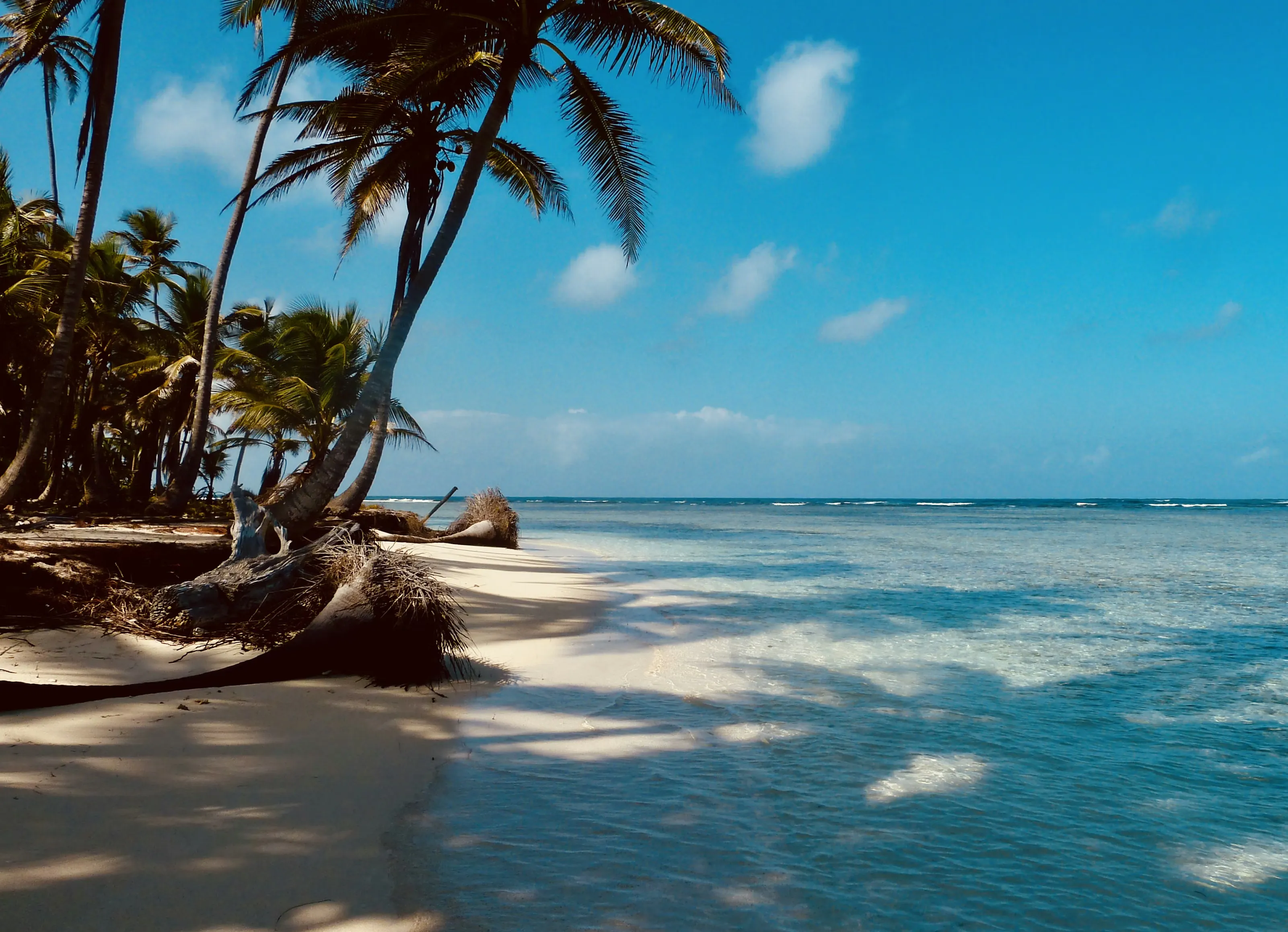 Palm-lined Caribbean beach with crystal-clear turquoise water
