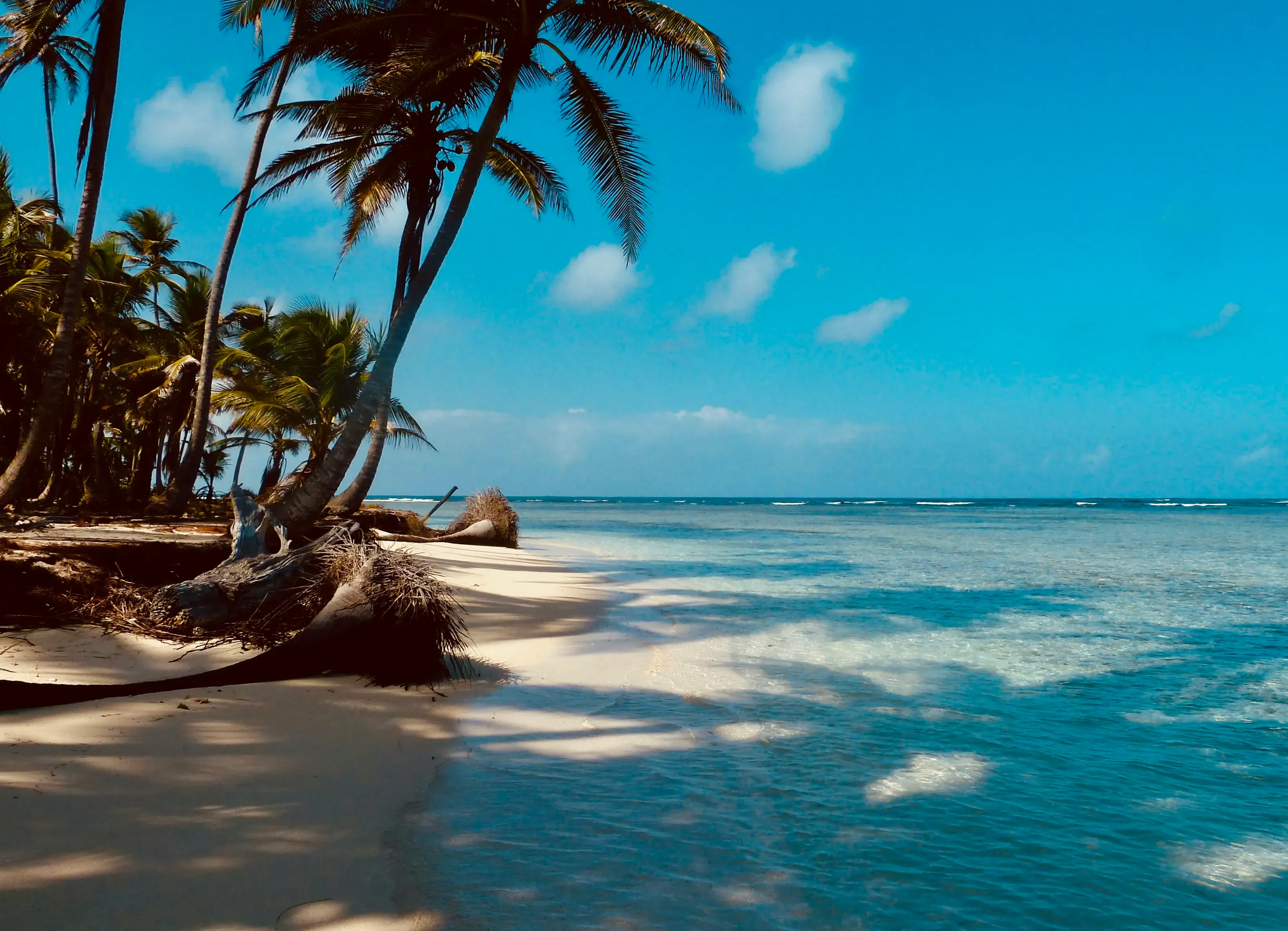 Palm-lined Caribbean beach with crystal-clear turquoise water